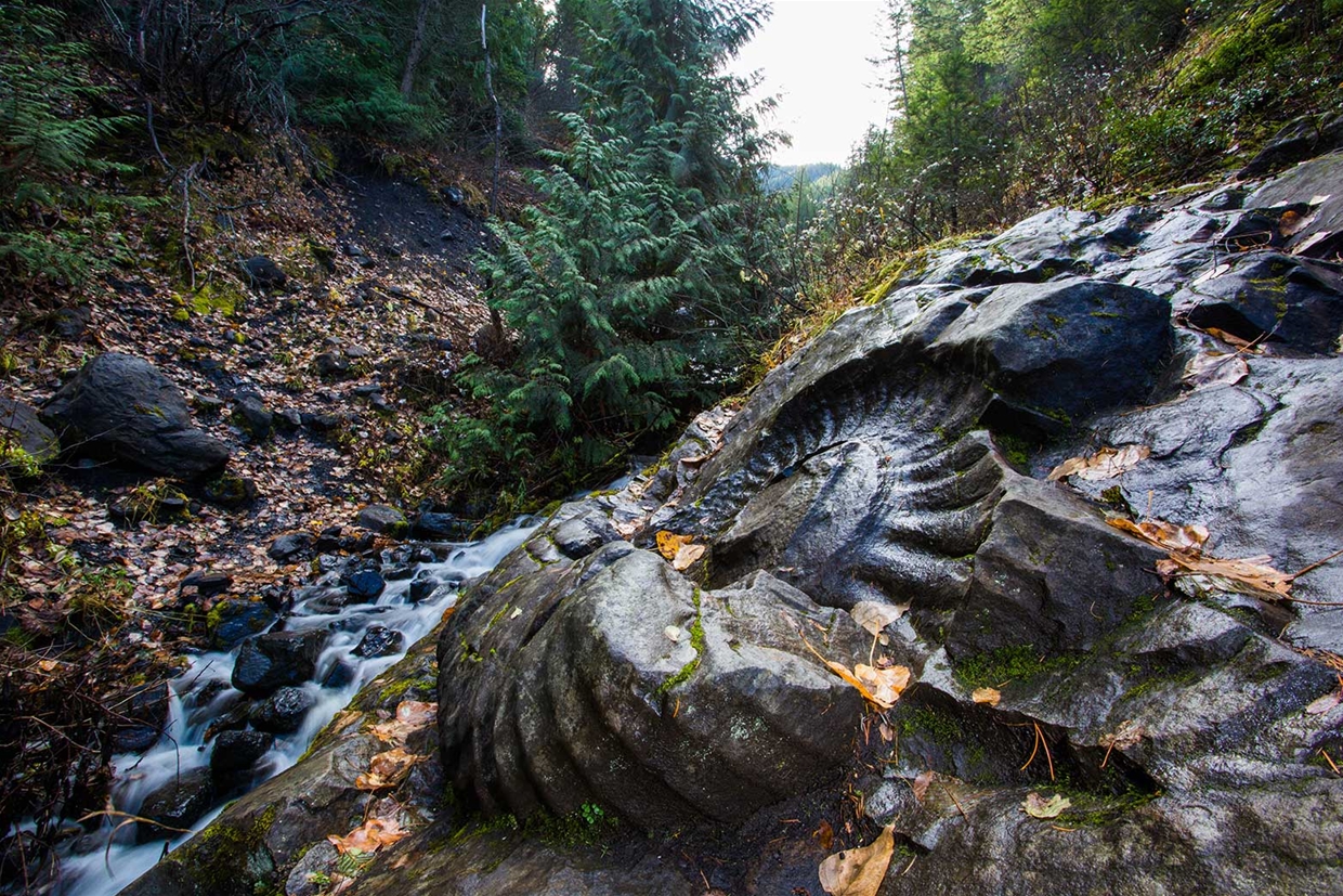 Ammonite Fossil close to Fernie in fall season
