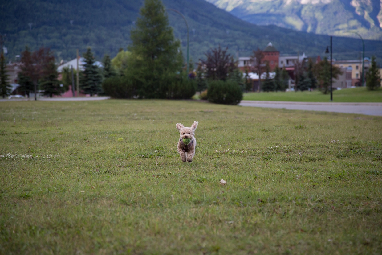 Fernie Aquatic Centre Dog Park, Great For All Sizes