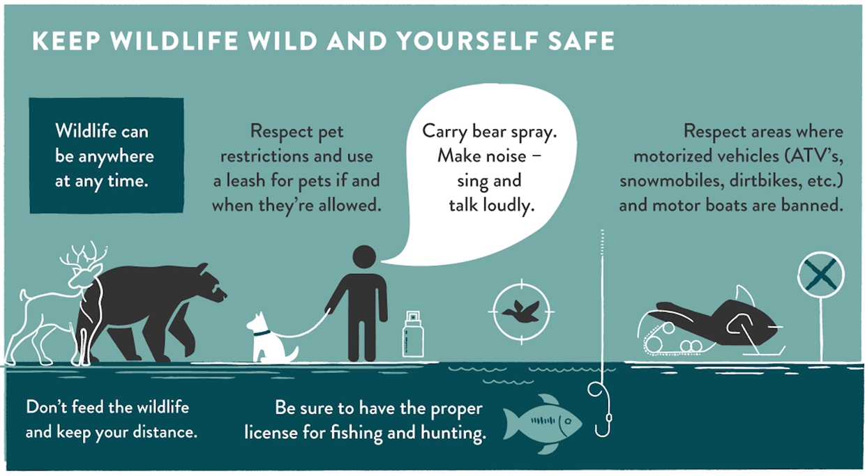 Wildlife Safety
