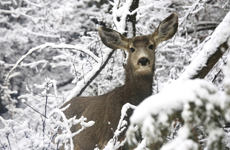 Local wildlife, deer