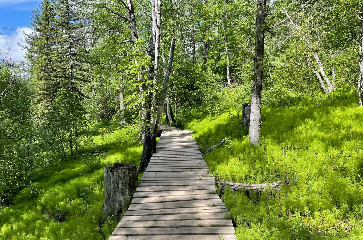Trail to Fairy Creek Falls