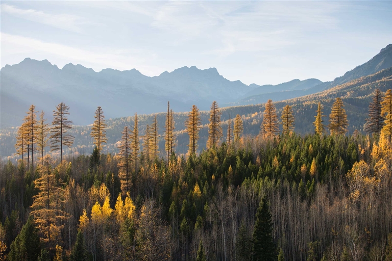Fall colours in Fernie BC