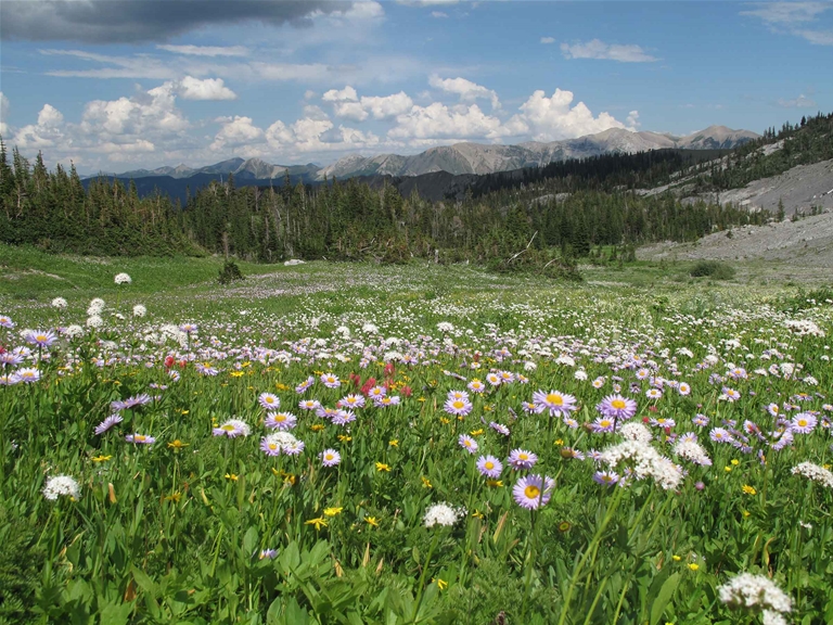 Alpine meadows along Heiko's Trail / Mountain Lakes Trail
