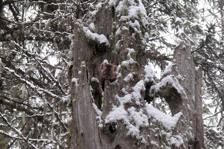 Pine Marten