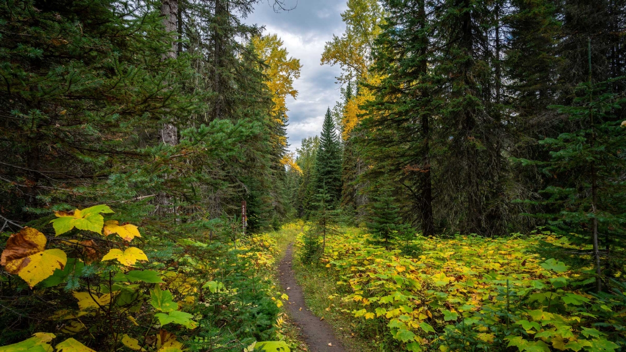Lizard Lake Trail, Photo by Cole deMarco