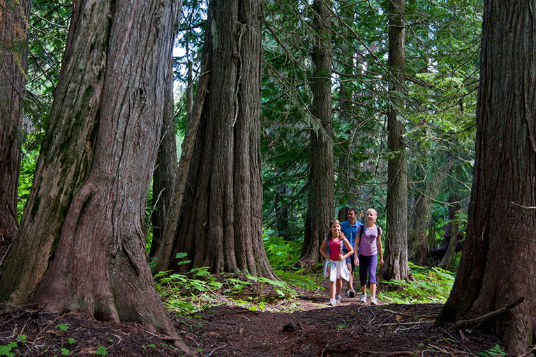 Old Growth Trail at Island Lake Lodge