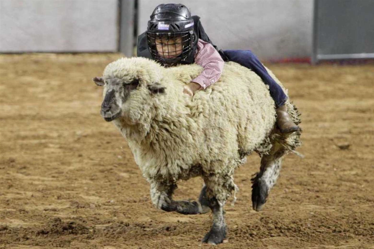Mutton Bustin'