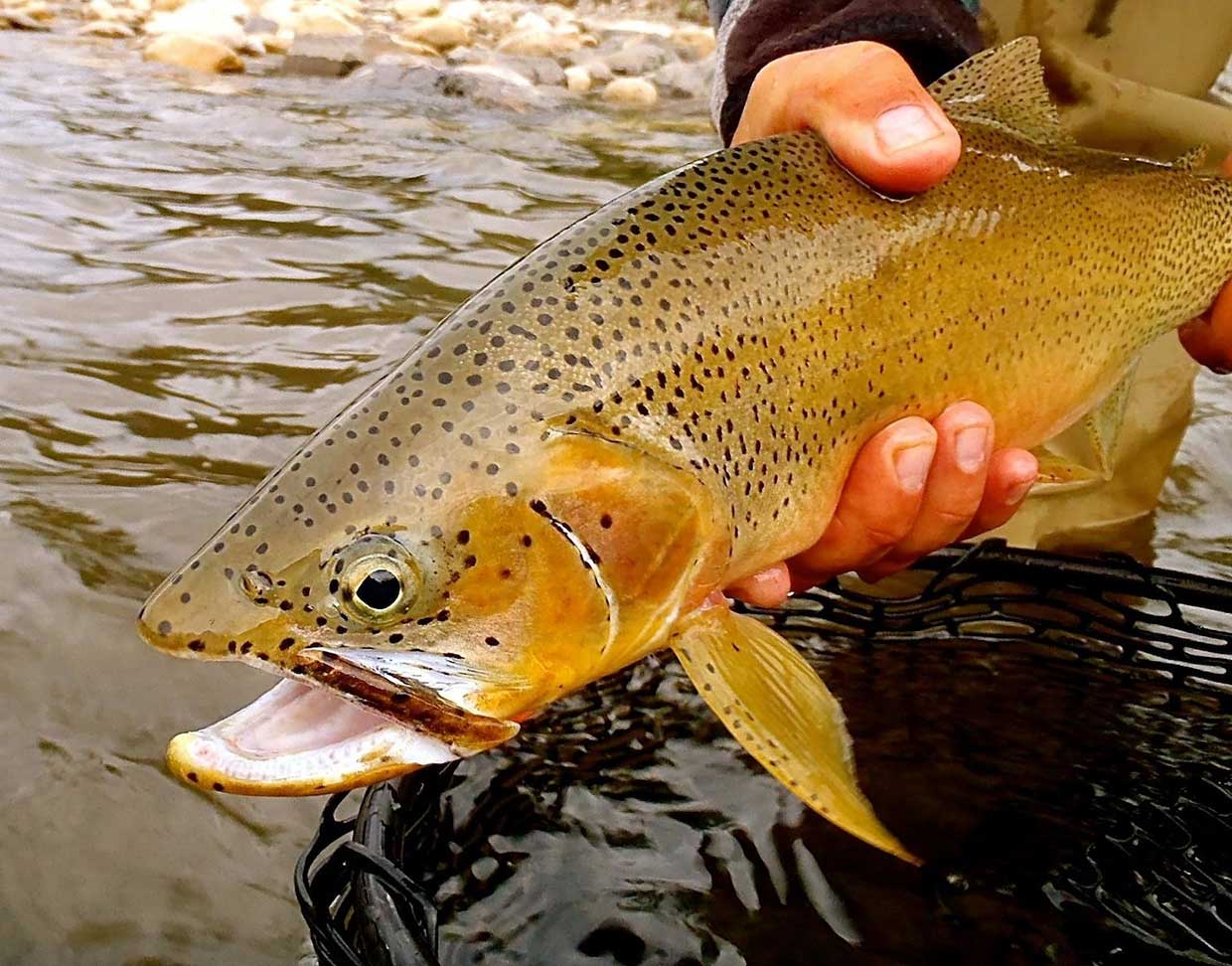 Catch on the Wigwam river 