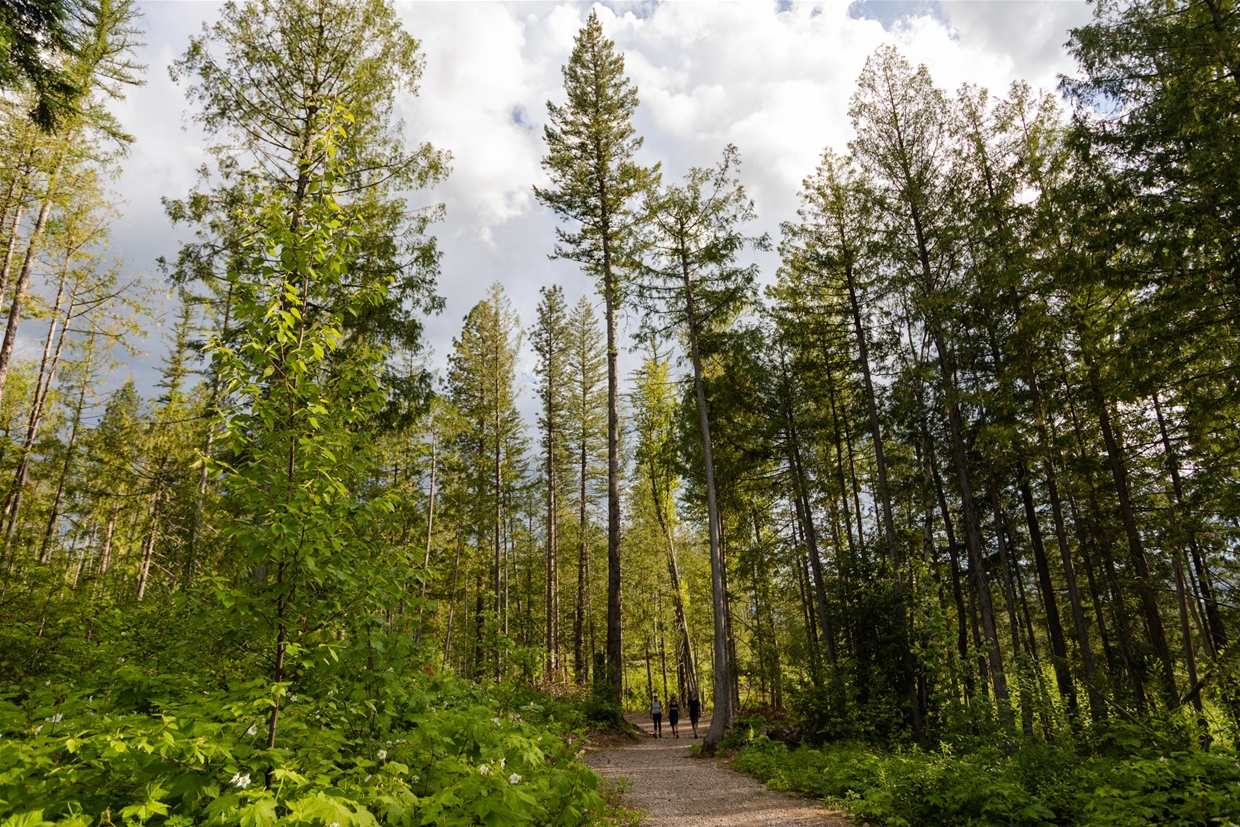 Easy Beaver is a family-friendly multi-use trail in Montane
