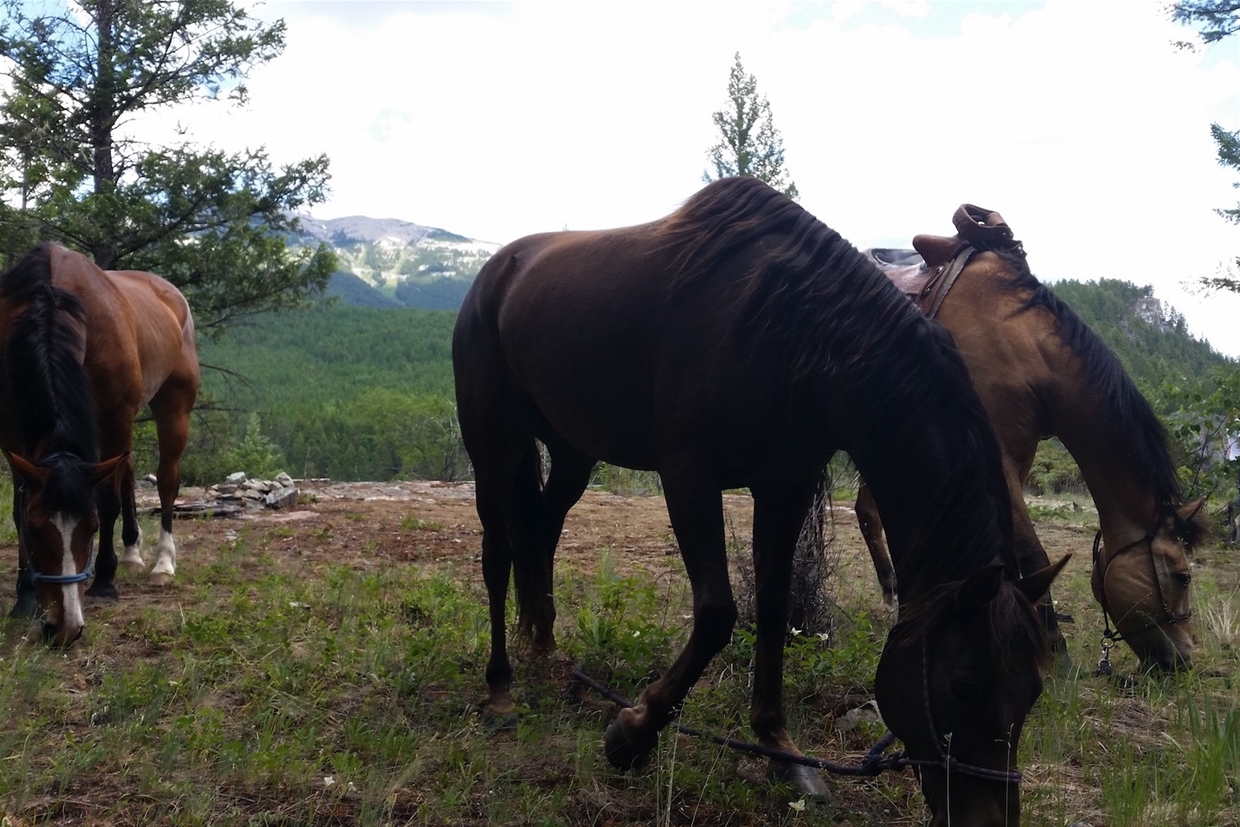 Gentle, Sure-footed horses