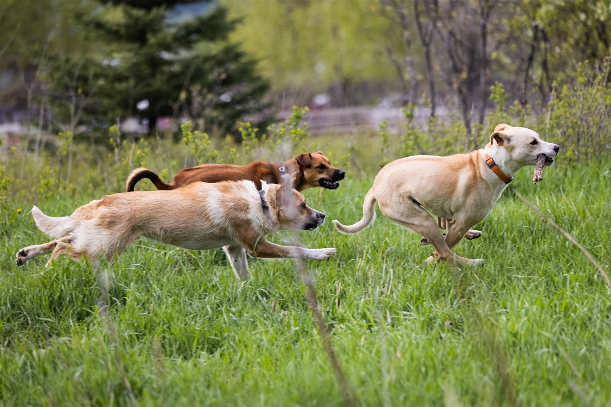 Railyard Dog Park is a large off-leash dog area