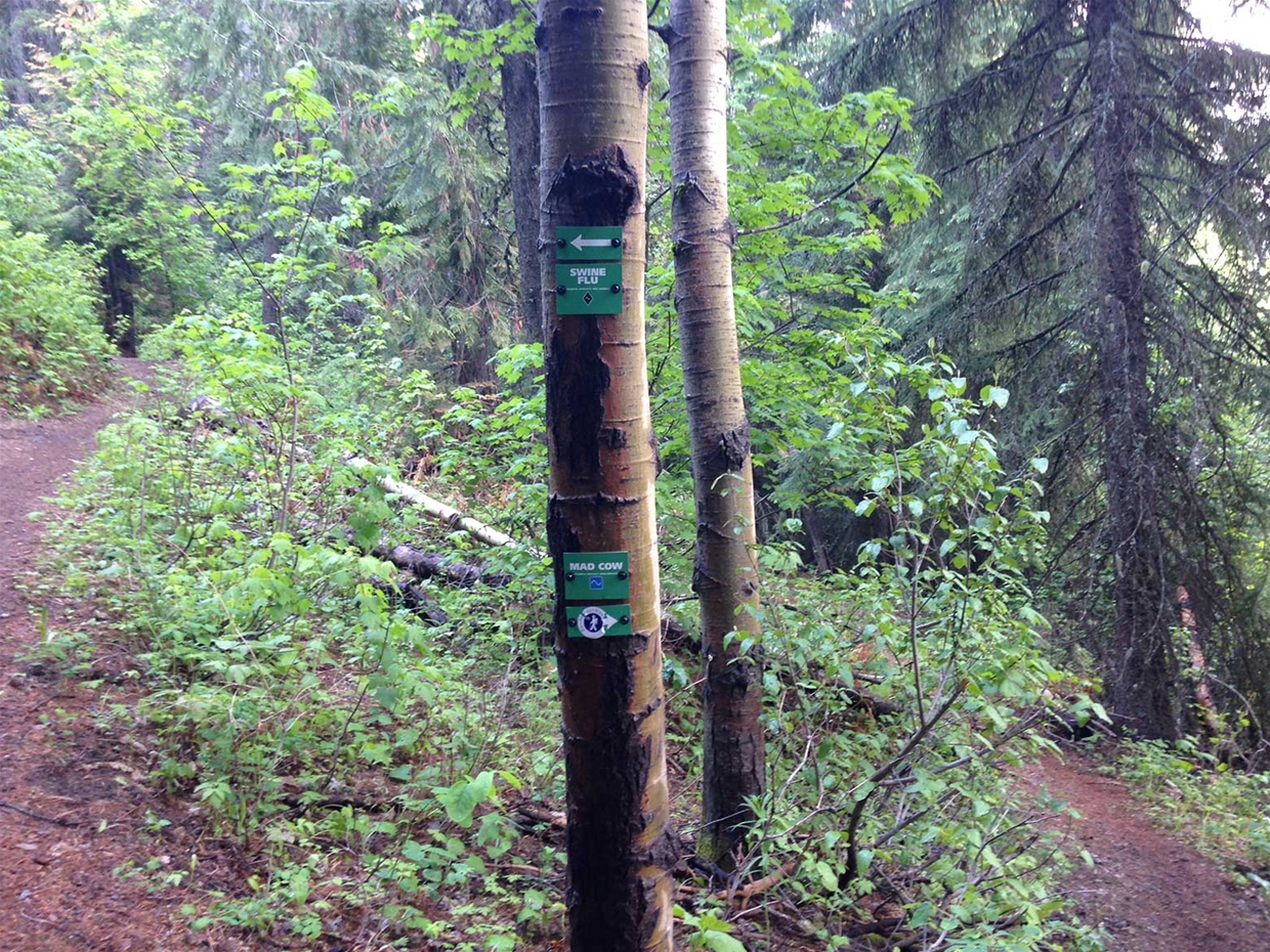 Swine Flu & Mad Cow Trail Junction - Mt Proctor Trails