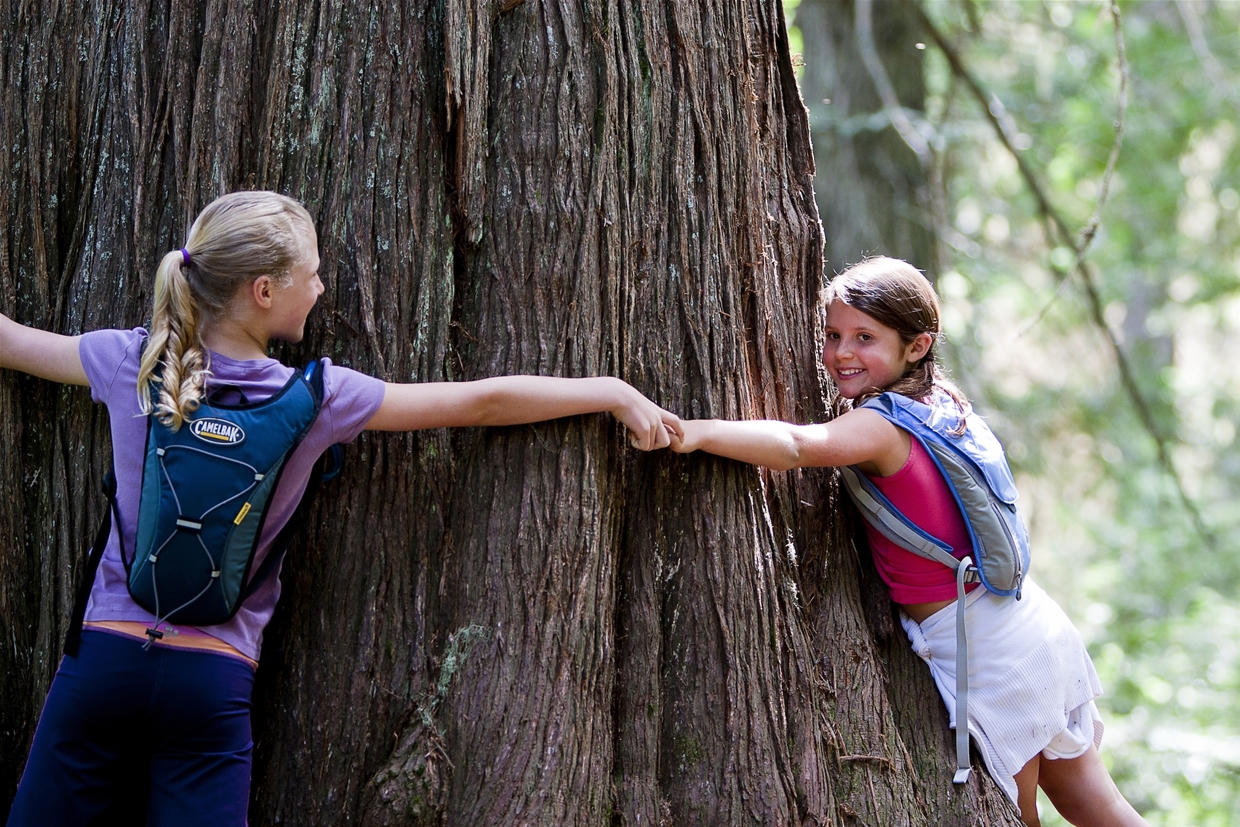 Old Growth Cedar Trail 