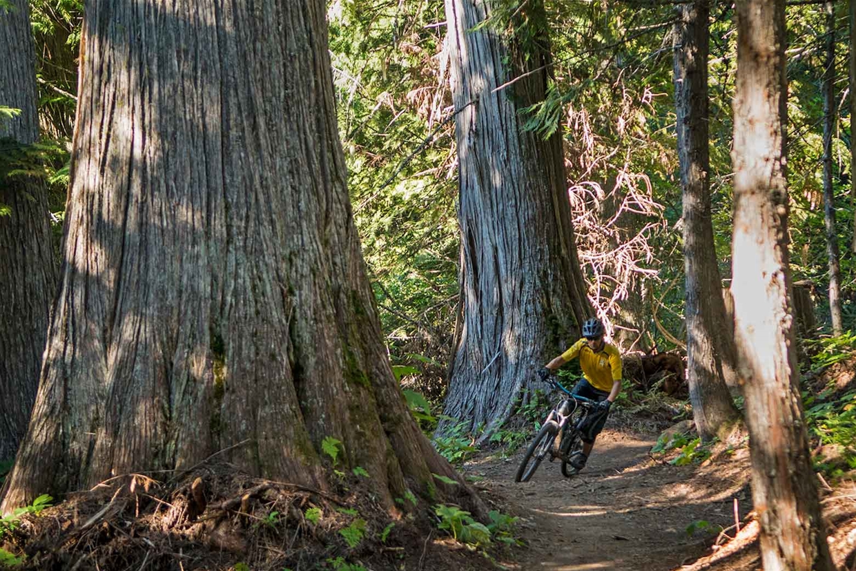 Lazy Lizard Trail Cedars