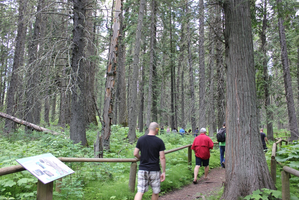 Hiking the Ancient Cotton wood forest; 2 km loop