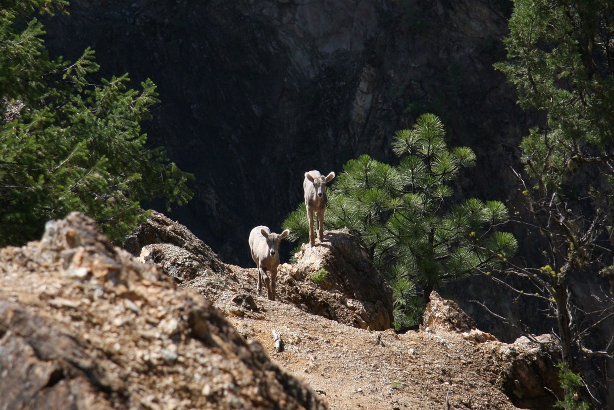 Wildlife viewing opportunity