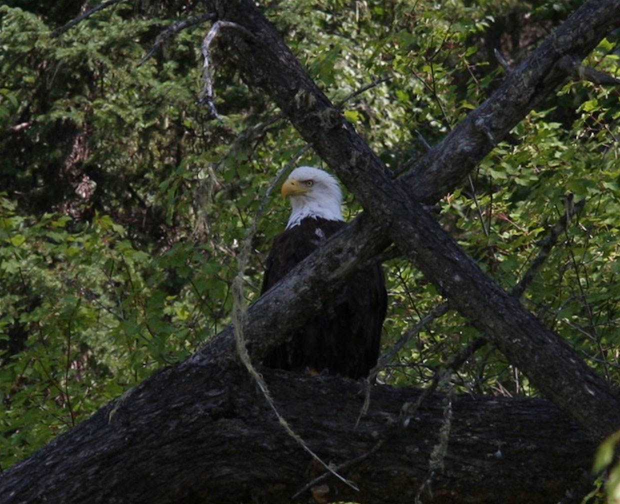Wildlife viewing opportunity
