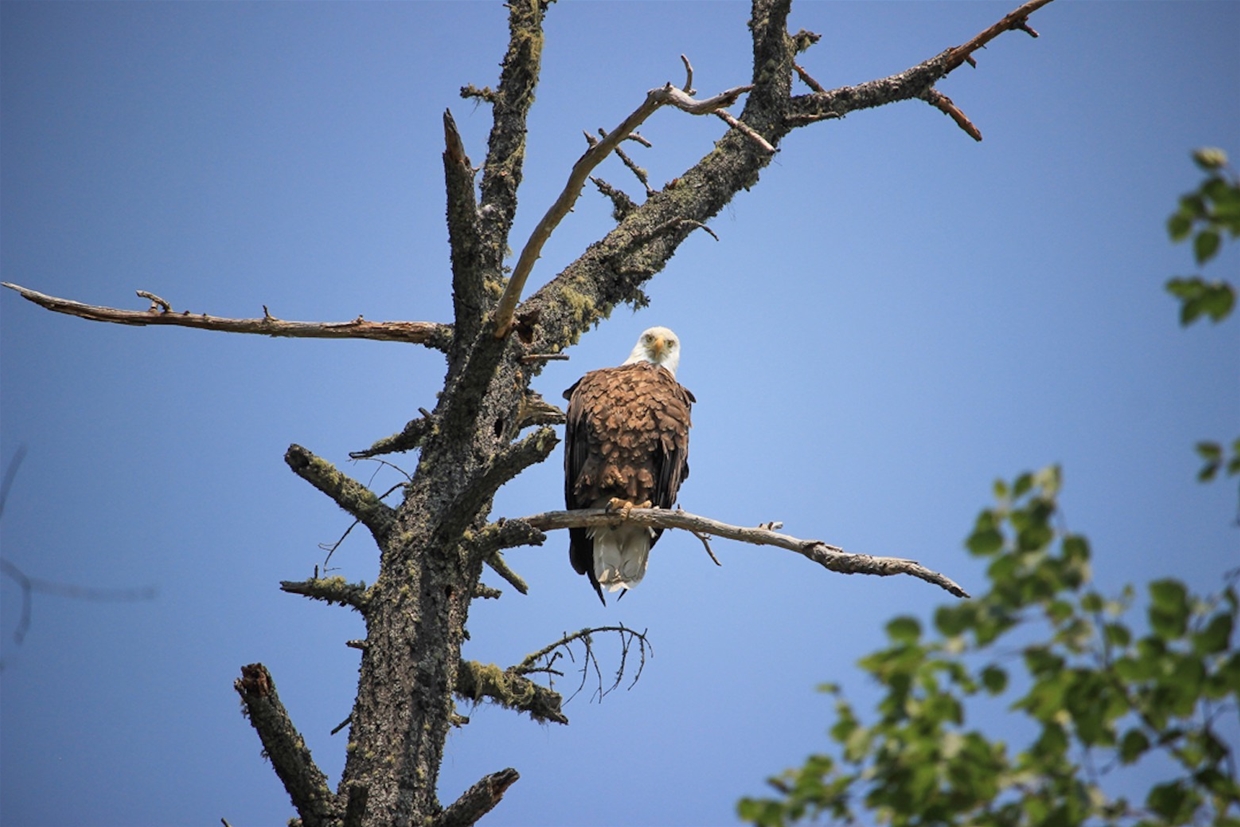 Amazing Wildlife on the Elk River