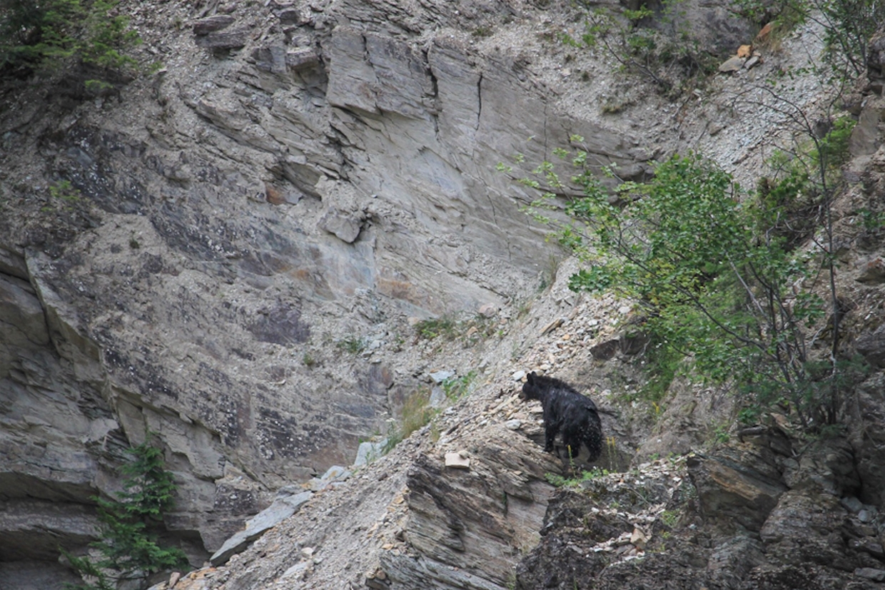Amazing Wildlife on the Elk River