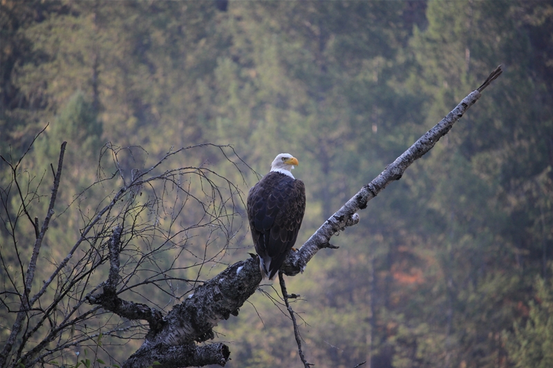 Keep you eye open for the wildlife as you hurtle down the Elk