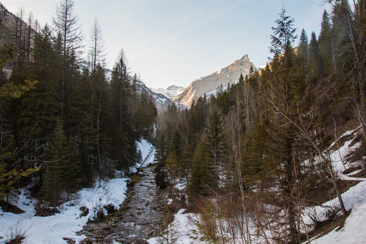 Trail to Fairy Creek Falls