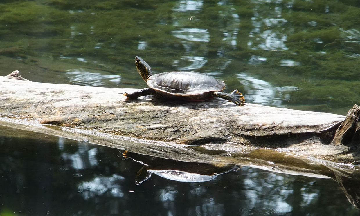 Surveyors Lake - Painted Turtles
